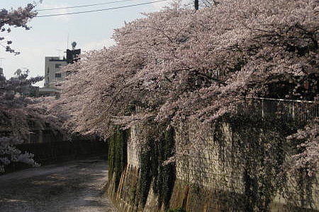 文京区関口その６ 江戸川公園 Yukimis Blog