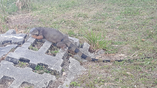 Nature Preserve «Snake Warrior Island Natural Area», reviews and photos, 3600 SW 62nd Ave, Miramar, FL 33023, USA