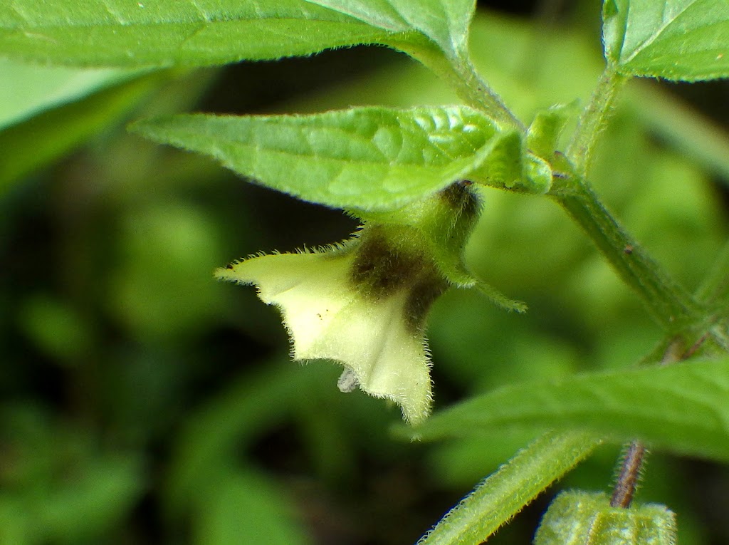 センナリホオズキ Physalis Pubescens Familiar Flowers 2