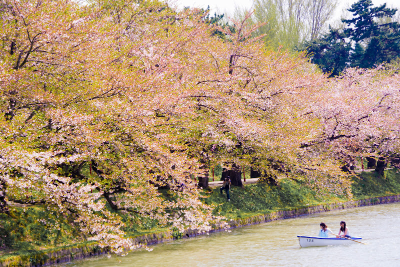 Hirosaki Park cherry blossoms photo11