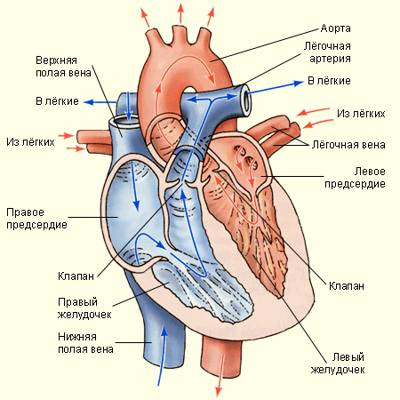 Строение сердца