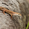 Elegant Rainbow Skink (Female)