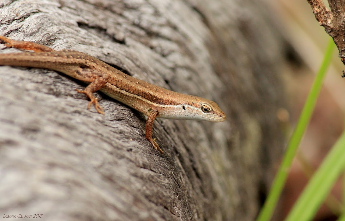 Elegant Rainbow Skink (Female)