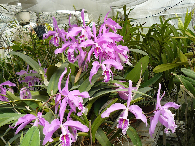 Cattleya maxima P1030700