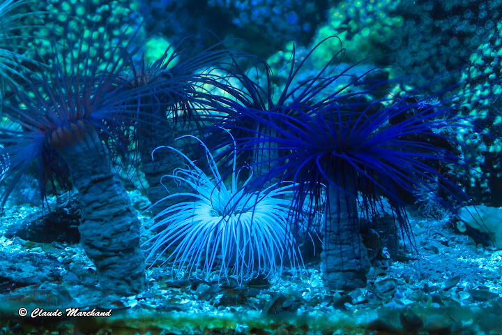 Aquarium de Saint-Malo 20120823_St_Malo_0013