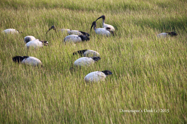 A  flock of birds