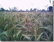 Wheat and weeds