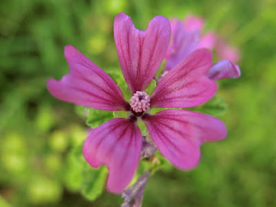 銭葵 ぜにあおい と薄紫色の花いろいろです フィットネス Lsd練習 金曜日 負荷 ６ ビバ つぶやき日記 Masamicchiのブログ 青い風 切って走れ あの島へ