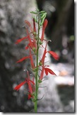 Red Columbine-2