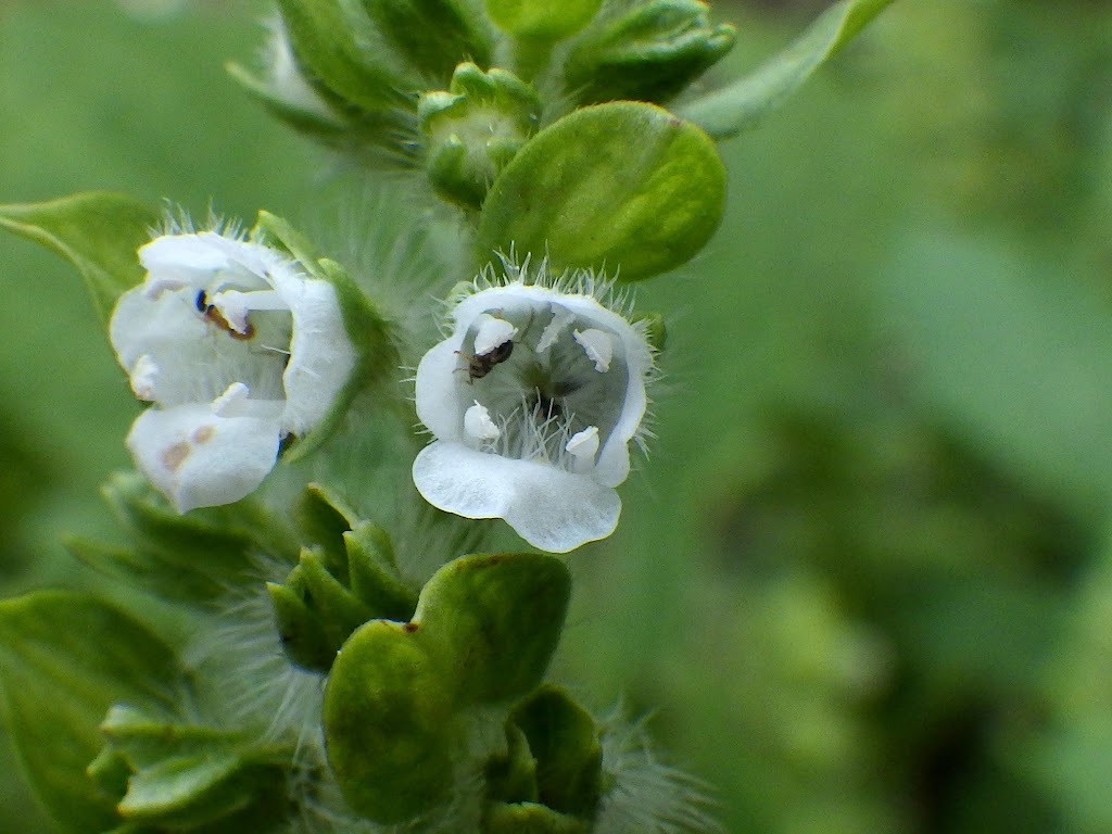 エゴマ Perilla Frutescens Var Frutescens Familiar Flowers 2