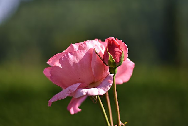 Natural Flowers Images,real,red rose,jasmine,feminine,orchid,lily,dahlia,hibiscus,cherry blossom,cosmos,simple,lotus,daisy,rare