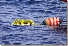 Strage del Mediterraneo causata da collisione