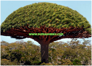 Gambar Dracaena Blood tree