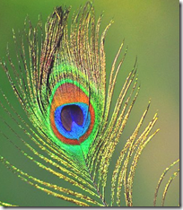 [Peacock feather]