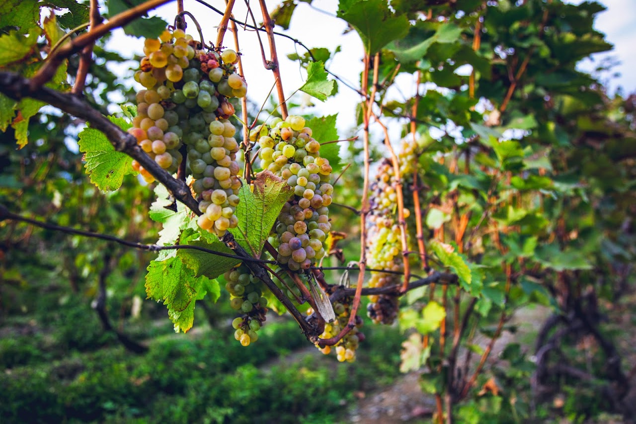 Грузия (Казбеги, Тбилиси, Кахетия) октябрь 2014 года. 10 дней без штопора