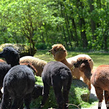 54_Tierpark-Nürnberg_06.05.16_©AlexanderLanzloth.jpg