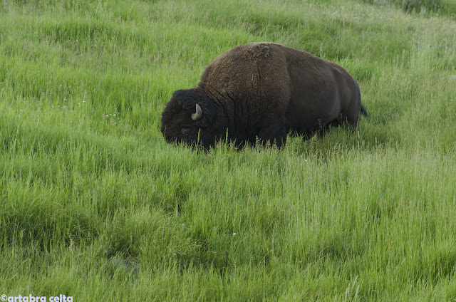 5 días en YELLOWSTONE NATIONAL PARK. Empieza el "Safari"!! - OESTE DE EEUU 2015. UN MES POR LOS PARQUES NATURALES DE 6 ESTADOS (TERMINADO!!) (7)