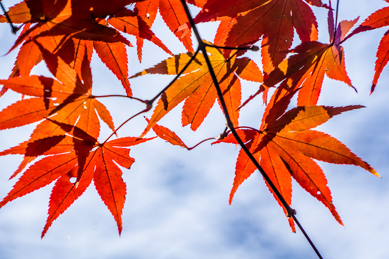 埼玉県立自然の博物館 紅葉4