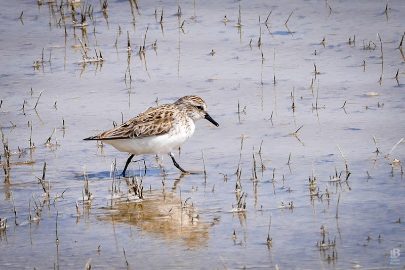 Semipalmated Sandpiper P1030098