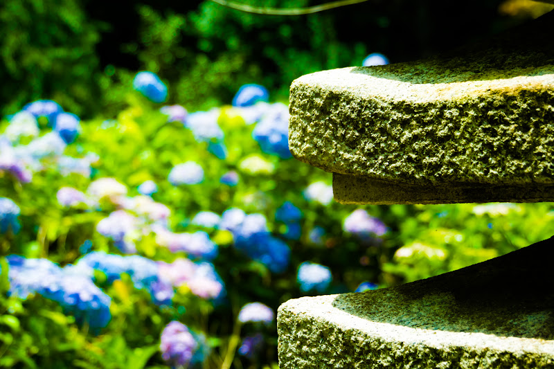 Hydrangea flowers at Hondo-ji Temple27