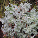 Clustered coral lichen