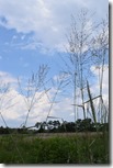 Grass and clouds