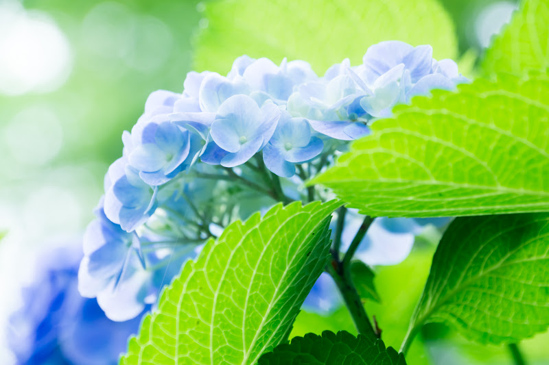 Hydrangea flowers at Takahatafudoson Kongoji Temple28