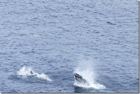 nl_bonavista_cape_d3_16 cropped