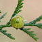 Nootka False Cypress Cone (Female)