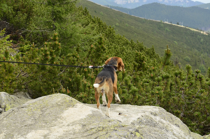 Татры, июнь 2015. с собакой