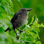 Zanate (Great-tailed grackle)