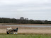 Sculpture on Snape marshes