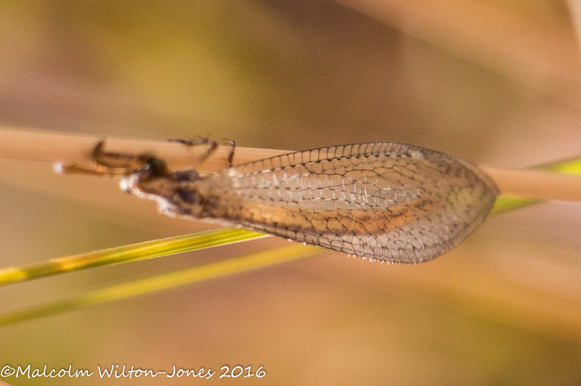 Antlion