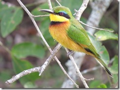 Little Bee-eater