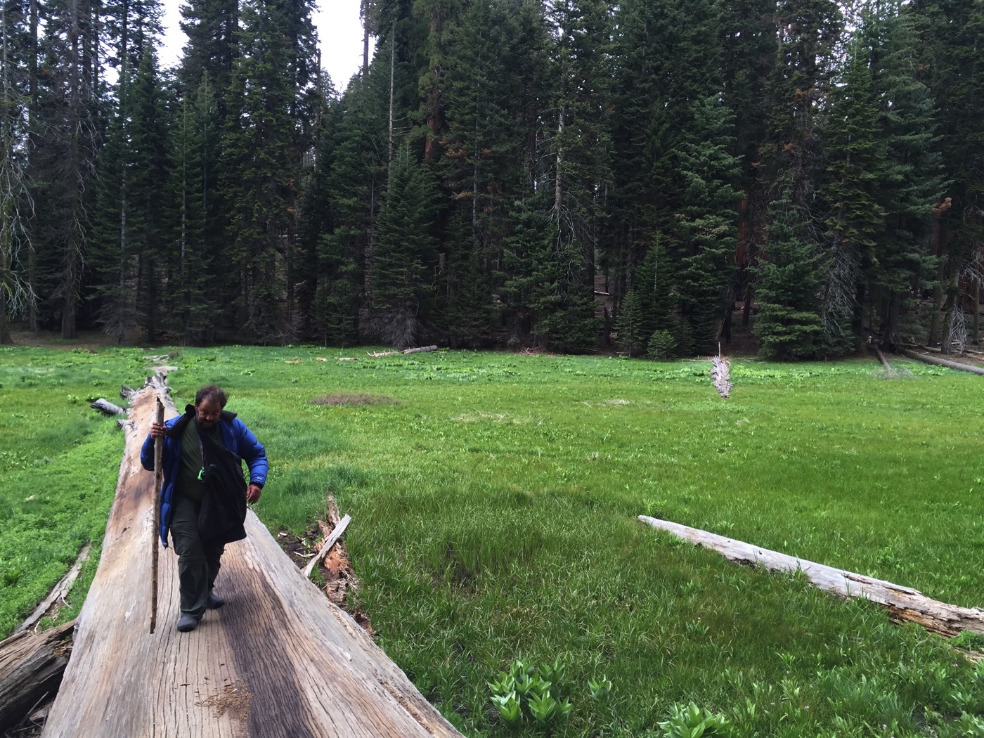 Walk on the Sequoia Side.jpg