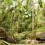 Lush rainforest near Muirs Lookout (320195)