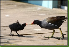 Slimbridge WWT - May