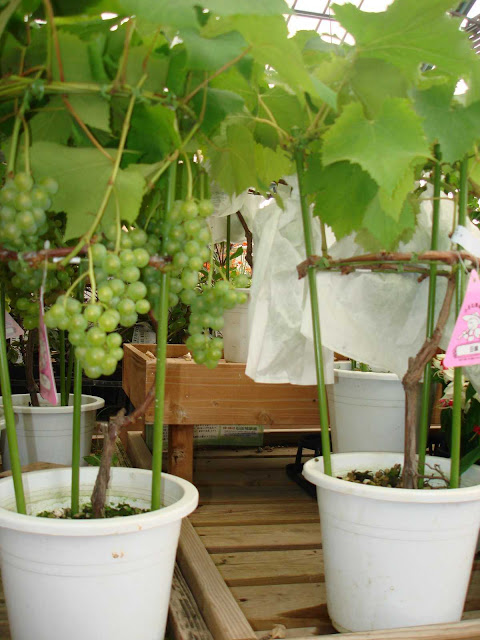 Teknik penanaman buah anggur dalam pot