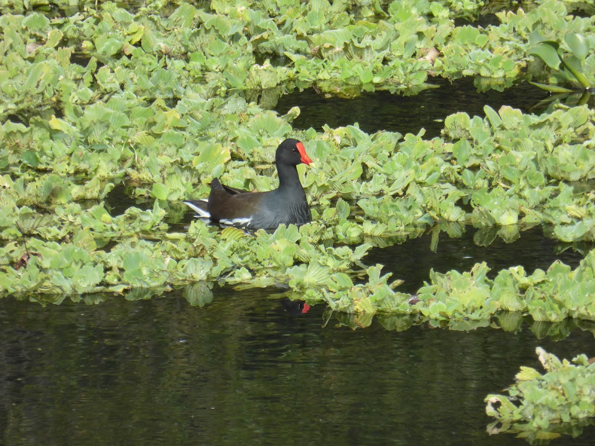 Common Gallinule