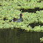 Common Gallinule