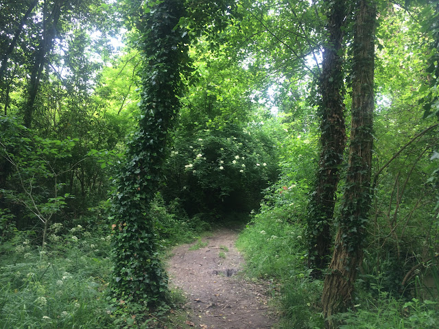 Camino de Santiago Portugues/Португальский пусть Святого Иакова, май 2015 (Порто-Сантьяго)