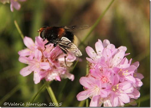 15-Eristalis intricaria