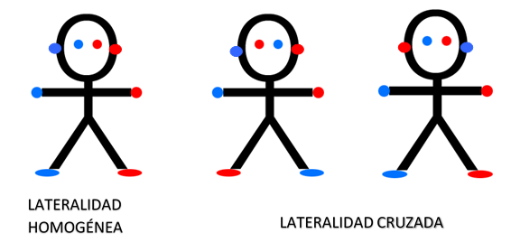 tipos de lateralidad