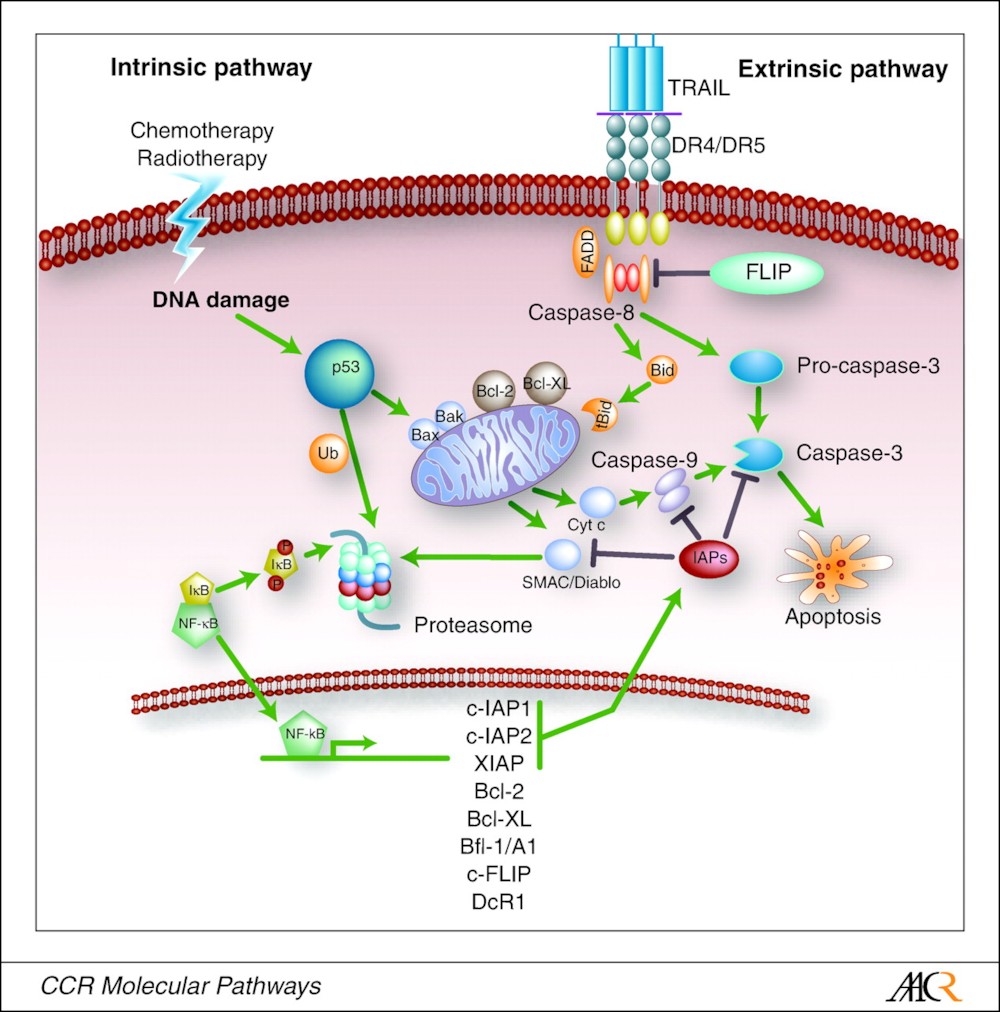 파일:external/clincancerres.aacrjournals.org/F1.large.jpg