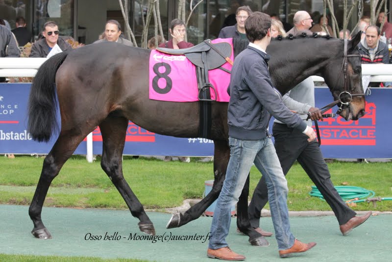 Photos Auteuil 7-11-2015 (48h de l'obstacle) IMG_6393