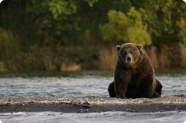 katmai-orsi