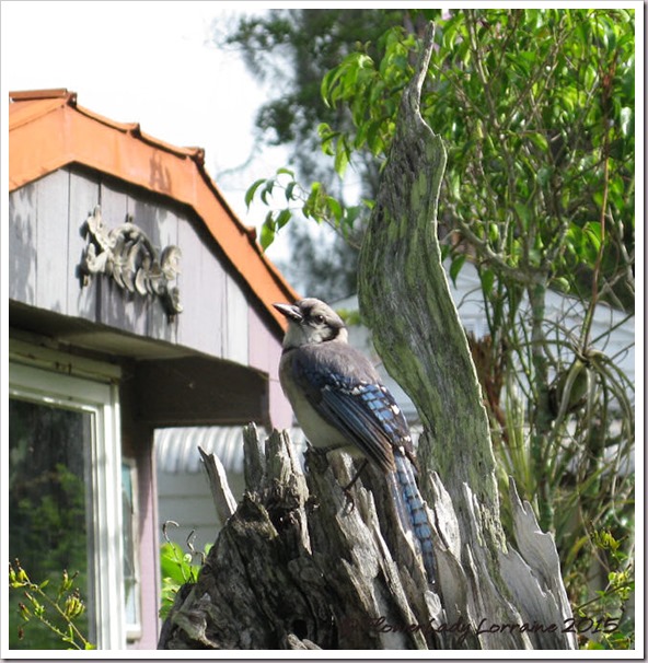 06-11-blue-jay-baby10