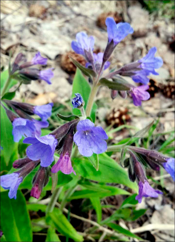 On 1 May 2016, the flowers pictured here - Pulmonaria (lungwort) and forest violets - are  blooming at least a week earlier than expected in the Novosibirsk region of Siberia. All this comes after March 2016 was revealed as the warmest in recorded history. Photo: Picture: NeferJournal / The Siberian Times