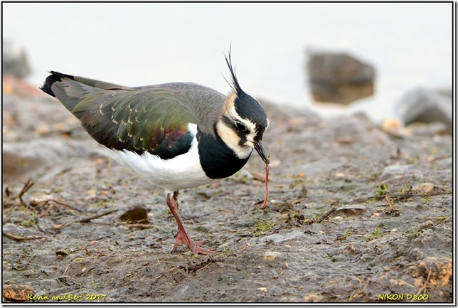 Slimbridge WWT - December