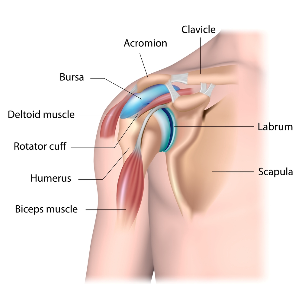 파일:external/www.revolutionhealth.org/rotator-cuff-tear-shoulder-pain.jpg